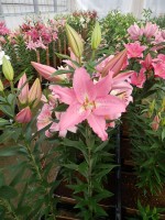 [5257 Catemaco No02.JPG]